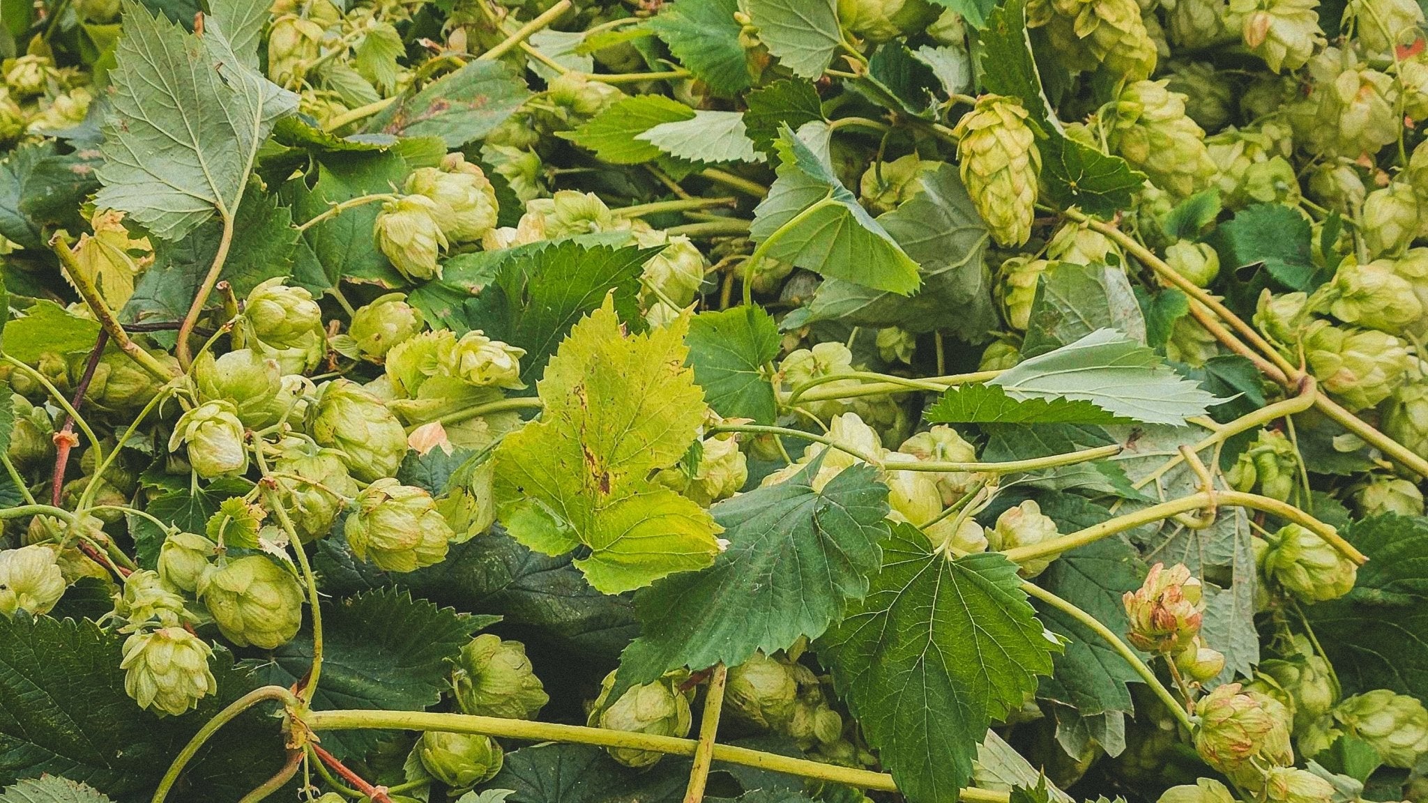 Fresh Hop Series - Manchester Hop Project - Part Two - Track Brewing Company Limited
