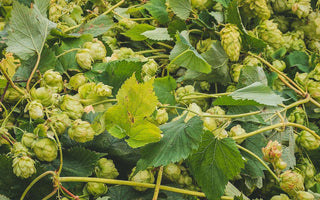 Fresh Hop Series - Manchester Hop Project - Part Two - Track Brewing Company Limited