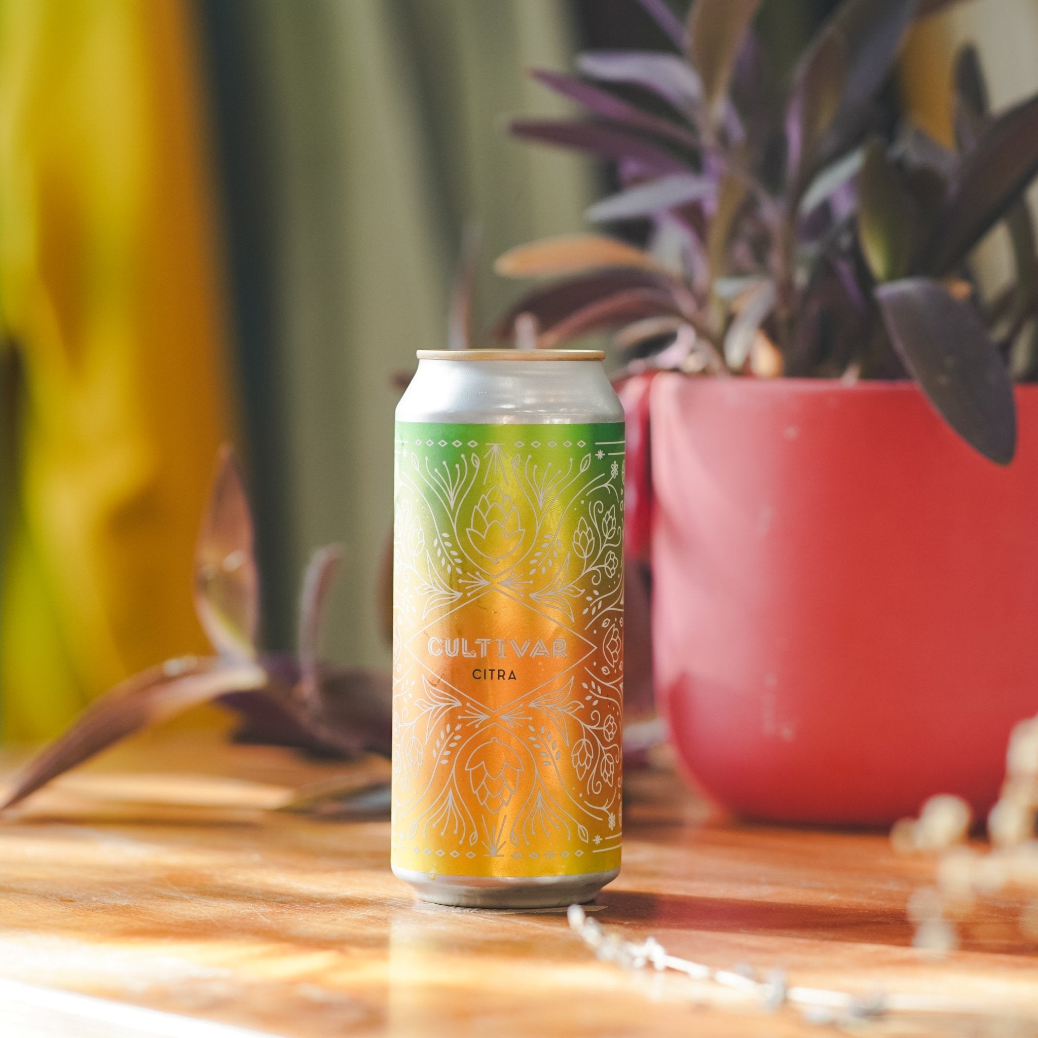 Cultivar: Citra | Wayward Lane | IPA w/ Citra & Abstrax Quantum Citra | 6.7% - Track Brewing Company Limited